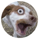 Dog Bark APK