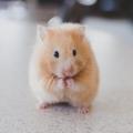 Hammy