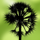 Dandelion Blow APK