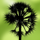 Dandelion Blow icon