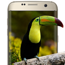 Animal Wallpapers Live-APK