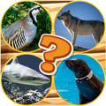 Quiz Pictures Guess The Animal