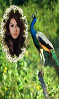 Peacock Photo Frames poster