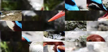 Tile Puzzles · Birds