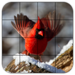 Tile Puzzles · Birds