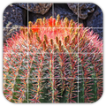 Tile Puzzles · Cactus