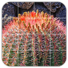 Tile Puzzles · Cactus biểu tượng