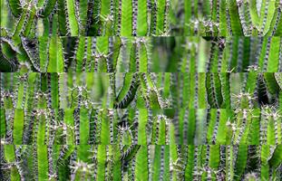 1 Schermata Tile Puzzles · Cactus