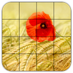 Tile Puzzles · Fields