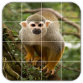 Tile Puzzles · Monkeys