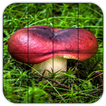 Tile Puzzles · Mushrooms