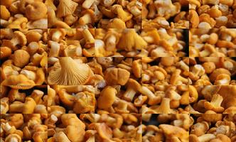 Tile Puzzles · Mushrooms screenshot 1