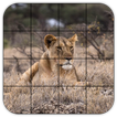 Tile Puzzles · Safari