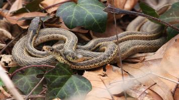 Tile Puzzles · Snakes poster