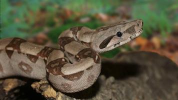 Tile Puzzles · Snakes screenshot 1