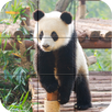 Tile Puzzle - Bears APK