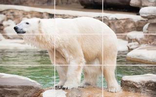 Tile Puzzle - Bears تصوير الشاشة 3