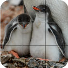 Tile Puzzle - Penguins icône