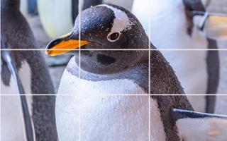 Tile Puzzle - Penguins capture d'écran 2
