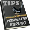 Tips Perawatan Burung Kicau