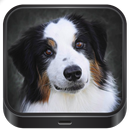 Imágenes de perros 2017🐕 APK