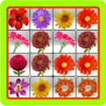 Flowers Paradise