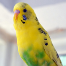 Budgie Sound-APK