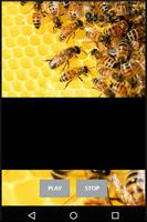 Bee Sound 스크린샷 1