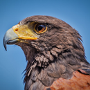 Hawk Sounds APK