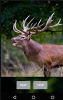Red Deer Rut Sound الملصق