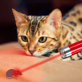 Laser Pointer Simulator Cat