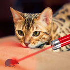 Laser Pointer Simulator Cat ícone