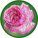 The Name of the Rose Quiz APK