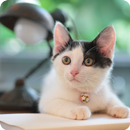 APK AppLock Theme Cat
