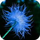 AppLock Theme Dandelion APK