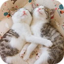 AppLock Theme Cute Cat APK