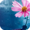 AppLock Theme Flower