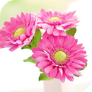 Primavera Blooming Applock APK