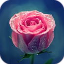 AppLock Theme Pink Rose APK