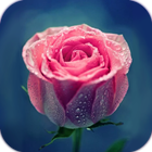 AppLock Theme Pink Rose icône