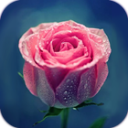 AppLock Theme Pink Rose 图标