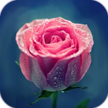 AppLock Theme Pink Rose