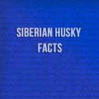 Siberian Husky Facts icône