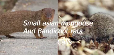 Mongoose and Bandicota Sounds