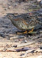 Barred buttonquail Sounds poster