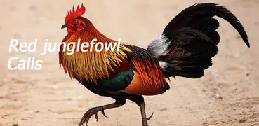 Red junglefowl sounds