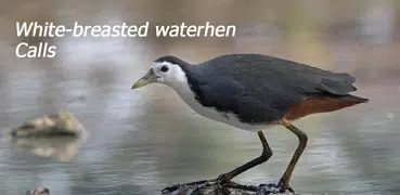 White-breasted waterhen Sounds