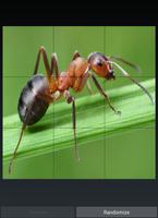 Ants Puzzle Affiche