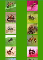 Ants Puzzle capture d'écran 1