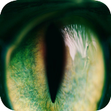 Live Filter Pack - Analog ไอคอน